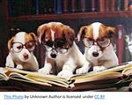 Dogs Reading